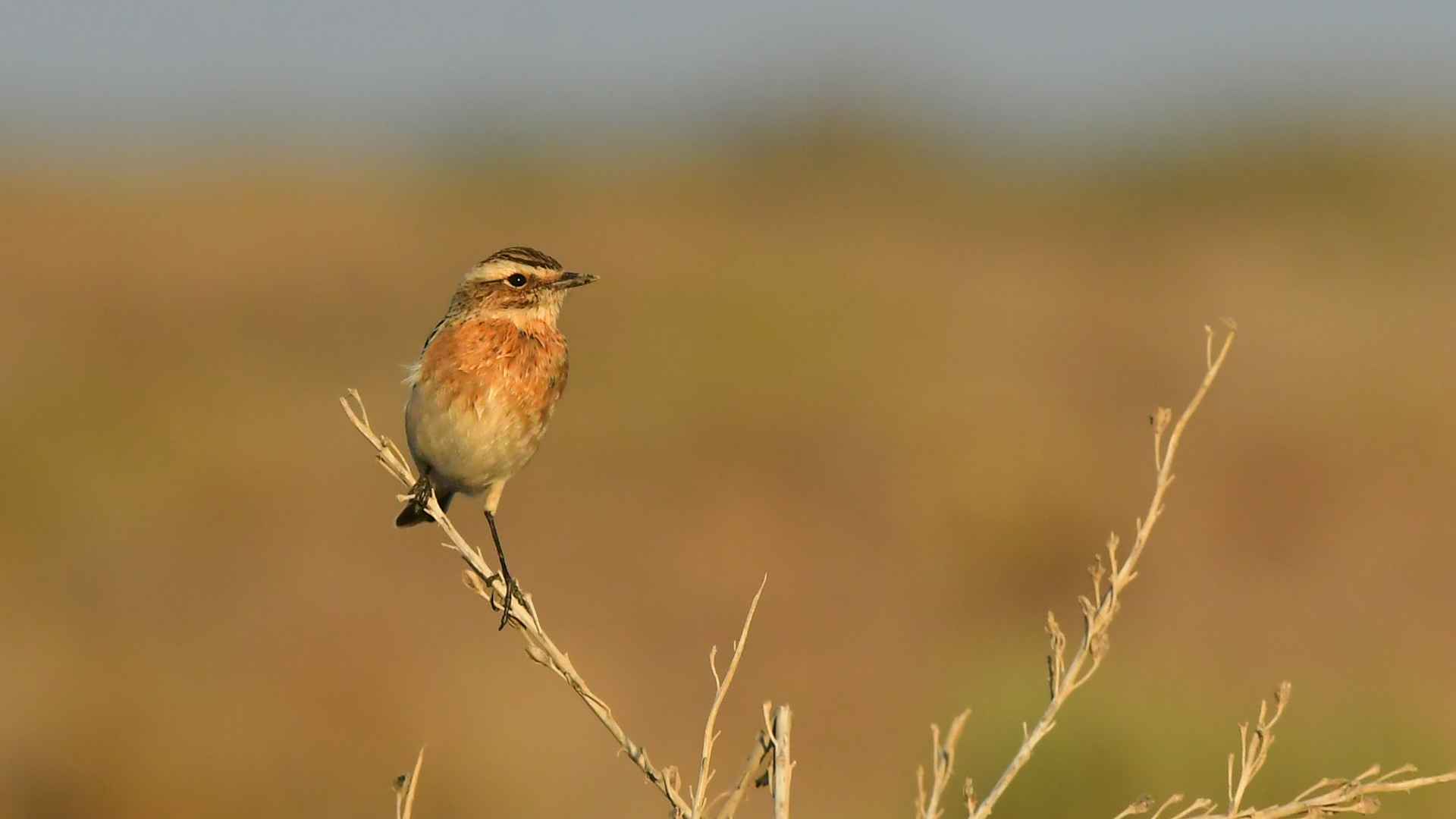 Whinchat